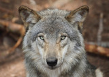 gros plan d un loup