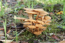Close-up Of Mushroom(Armillaria Tabescens)