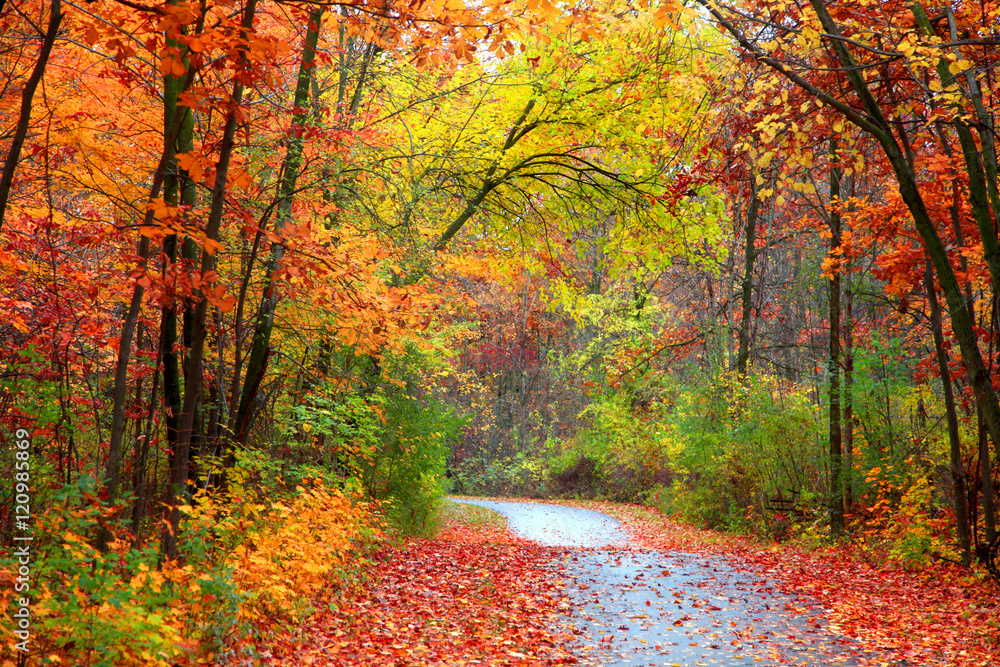 Beautiful alBeautiful alley in colorful autumn timeley in colorful autumn time - obrazy, fototapety, plakaty 