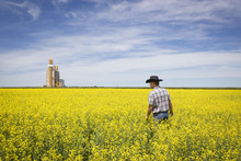 horizontal image of a farmer walking through his bright yellow canola field with the elevator sitting in the distance on a beautiful sunny summer day.
