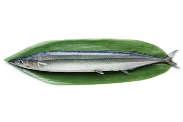 Japanese raw saury fish isolated