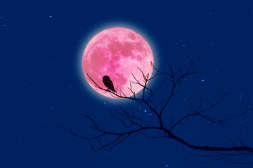 Wall Mural - halloween design background with , naked trees, and red moon and
