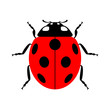 Ladybug small icon. Red lady bug sign, isolated on white background. Wildlife animal design. Cute colorful ladybird. Insect cartoon beetle. Symbol of nature, spring, summer. Vector illustration