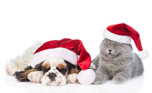 Cocker Spaniel Puppy And Tiny Kitten With Gift Box Sleeping In Red Santa Hats