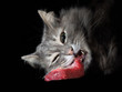 Cat greedily eating a large piece of raw meat. Black background, big cat face. The tusks, jaws, green eyes