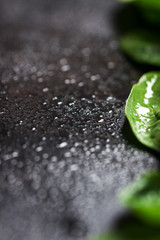 Wall Mural - Background with spinach and water drops, closeup