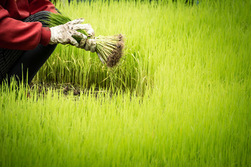 Wall Mural - Thai farmer lifes