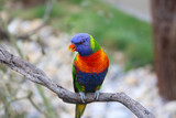 Fototapeta Tęcza - Rainbow Lorikeet Closeup Perched On A Tree Branch