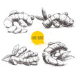 Ginger root set. White background with isolated hand drawn sketch ginger root. Herbs and spices vector illustration.