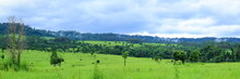 Panorama Of The Forest, Green Field And Mountain Landscape View