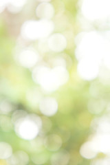 Wall Mural - Texture bokeh style , Green natural bokeh background