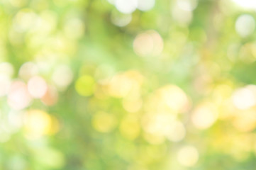 Wall Mural - Texture bokeh style , Green natural bokeh background