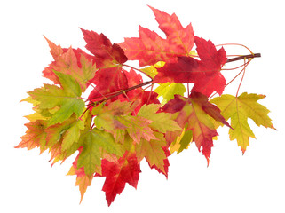Wall Mural - maple leaf