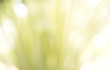 texture bokeh style , green natural bokeh background