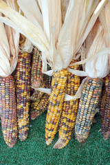 Canvas Print - dried corn