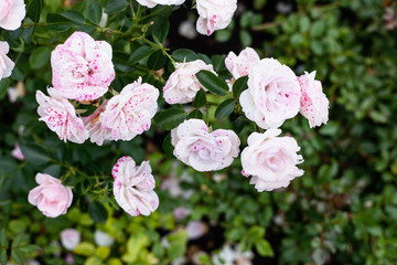 Wall Mural - Beautiful soft pink peonies in the garden, a beautiful natural b