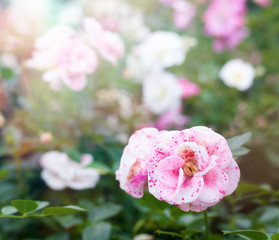 Wall Mural - Beautiful soft pink peonies in the garden, a beautiful natural b