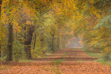 Poster - Autumn lane with warm colored yellow Beech trees