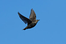 Common Starling (Sturnus Vulgaris)