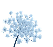 Flower In Winter With Frozen Ice Crystals
