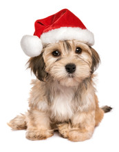 Funny Sitting Bichon Havanese Puppy Dog In A Christmas Hat