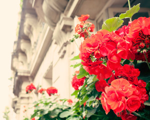 Wall Mural - Vintage flowers in a Parisian window