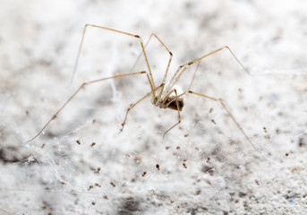 Wall Mural - spider on a web. macro