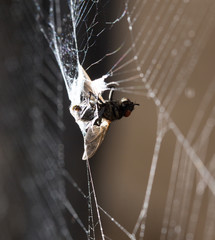 Wall Mural - eating spider on the web. macro