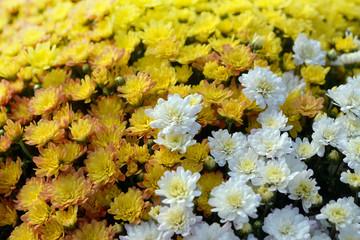 Wall Mural - mum flower