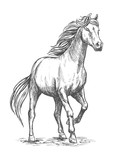Fototapeta Konie - White horse with stomping hoof portrait