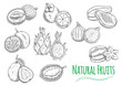 Exotic tropical fruits isolated sketch icons