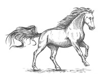 Running Galloping White Horse Sketch Portrait