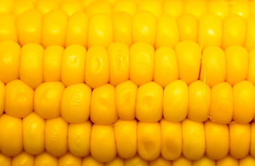 Canvas Print - yellow corn as a background. macro