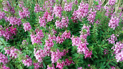 Poster - violet color flowers background nature texture beauty pink leaf blossom color colorful fresh