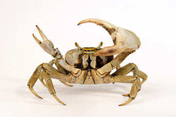 Poster - Westatlantische Landkrabbe (Cardisoma guanhumi) - blue land crab
