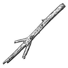 hand drawn wood twig, ink rustic design element. dry wood tree branch and wooden twig in natural rur