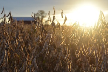 Wall Mural - Sunset over a soy bean field