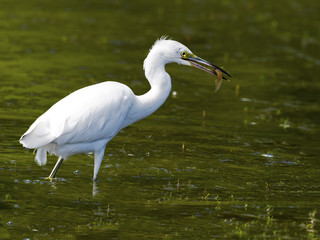 Wall Mural - Juvenile Little Bluer Heron with Fish