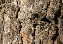 Pine Tree Bark Texture In Siberia With Knot