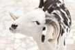Sahelian Ram with a white and black coat 