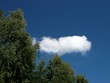 Blauer Himmel mit weißer Wolke und grünen Bäumen bei Sonnenschein an der Grillhütte Holzhausen-Externsteine in Horn-Bad Meinberg bei Detmold am Teutoburger Wald in Ostwestfalen-Lippe