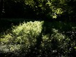 Dunkler Wald im mit grünen Büschen und Sträuchern im Sommer bei Sonnenschein Weberpark in Oerlinghausen bei Bielefeld am Hermannsweg  im Teutoburger Wald in Ostwestfalen-Lippe