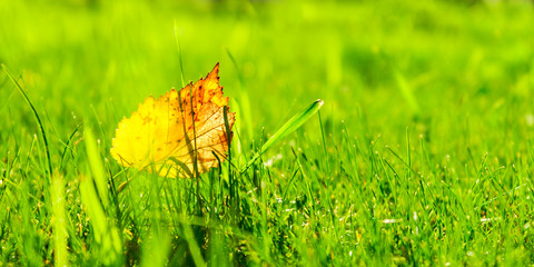 Wall Mural - close up view of autumn leaves on grass