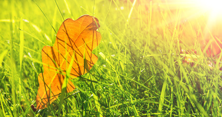 Wall Mural - close up view of autumn leaves on grass