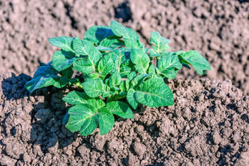 Wall Mural - Green fresh young potato plant growing in clay soil