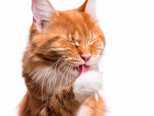 Funny Maine Coon Cat Licks Paw And Washes His Face Isolated On White Background. Close Up Of Young Adorable Kitten 7,5 Months Old. Beautiful Red-haired Kitty Washes After Meal.