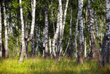 Fototapeta Las - birch grove in the Urals