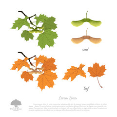 Wall Mural - Branch , seeds and leaves of maple. Autumn and summer maple