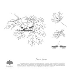 Wall Mural - The contour image of a maple branch. Branch , seeds and leaves o