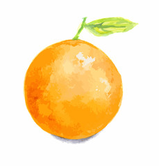 Isolated watercolor orange on white background. Fresh and juicy fruit.